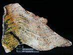 Strelley Pool Stromatolite - Oldest Known Life ( Billion Years) #22481-1